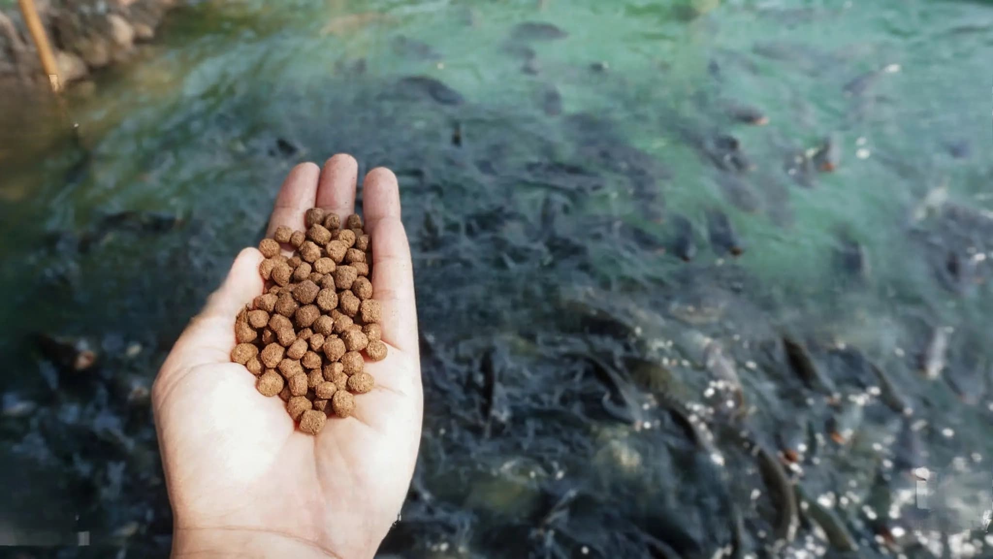 fish feed